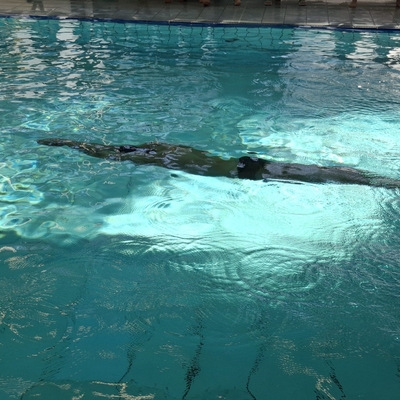 Schwimmer unter Wasser in einem Hallenbad.