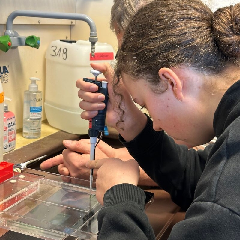 Sch&uuml;lerinnen und Sch&uuml;ler f&uuml;hren im Unterricht ein biologisches Experiment mit Pipette durch.