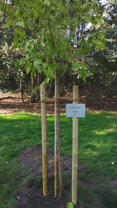 Sorgenfresserbaum.jpg