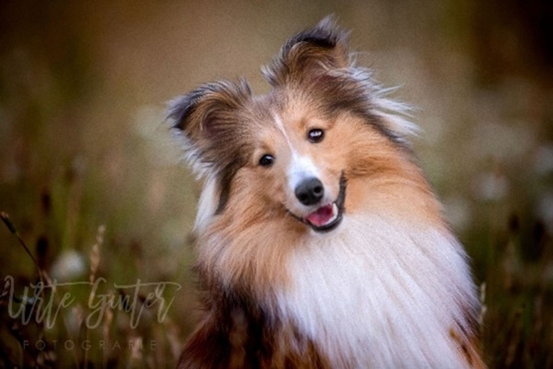 Schulbegleithund Julie