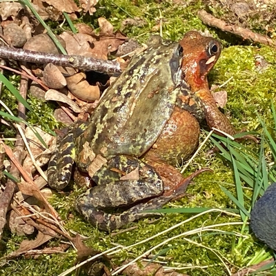 Nahaufnahme zweier Fr&ouml;sche auf dem Waldboden.