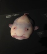 Blobfisch